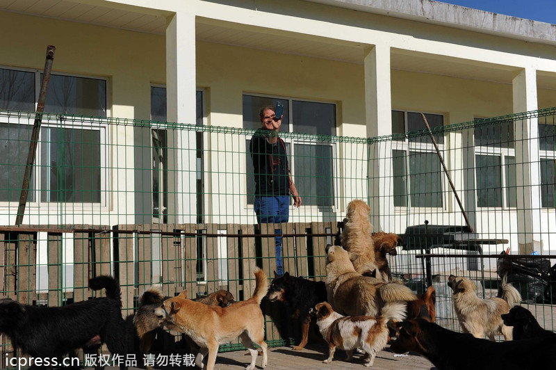 Expat rescues stray animals in Beijing