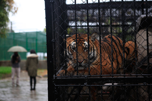 Fatal tiger attack 'points to flaws in zoo management'