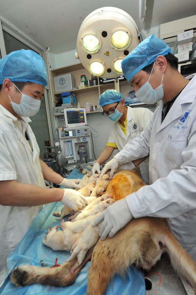 Labrador gives birth to 14 puppies in Fuzhou