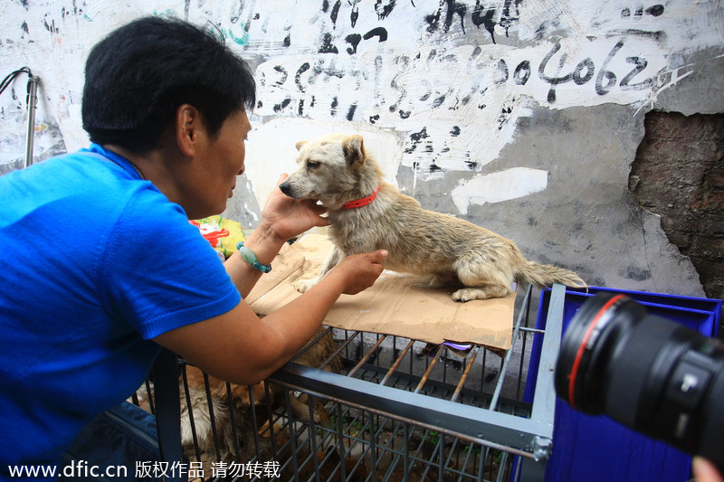 Activist purchases dogs before dog eating festival in South China