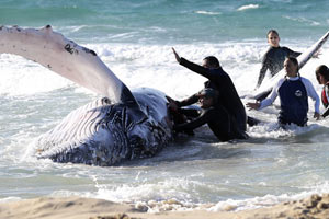 Whale stranded by typhoon is helped back into ocean