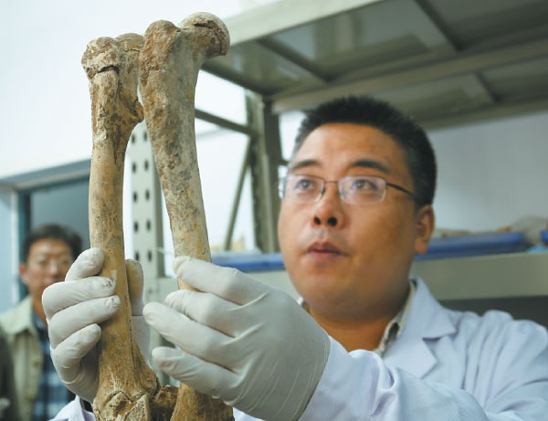Bear skeleton sheds light on 2,800-year-old Chinese ritual