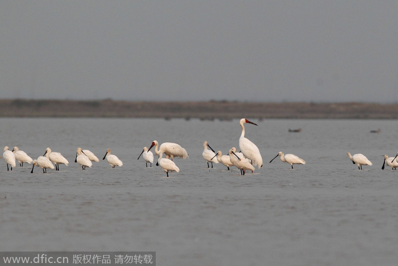 Poyang Lake witnesses its migratory guests