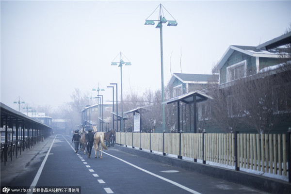 China's biggest Akhal-Teke horse base