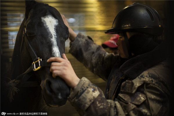 China's biggest Akhal-Teke horse base