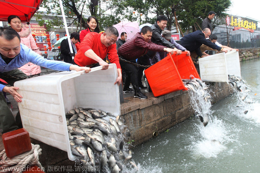 Fish freed for good luck in Wenzhou