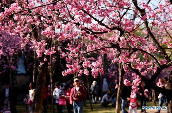 Visitors enjoy cherry blossom in a park in SW China's Yunnan
