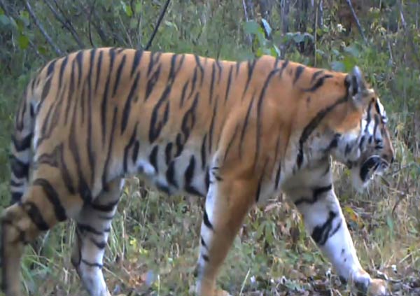 Amur tigers come back from the brink