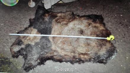 Ten panda poachers caught in Southwest China