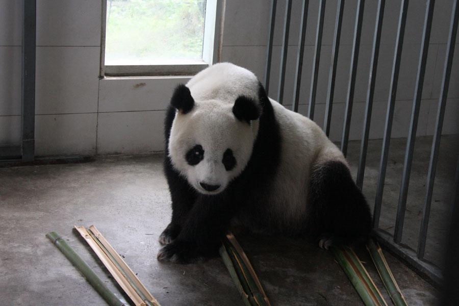 World's first panda hospital in Dujiangyan city