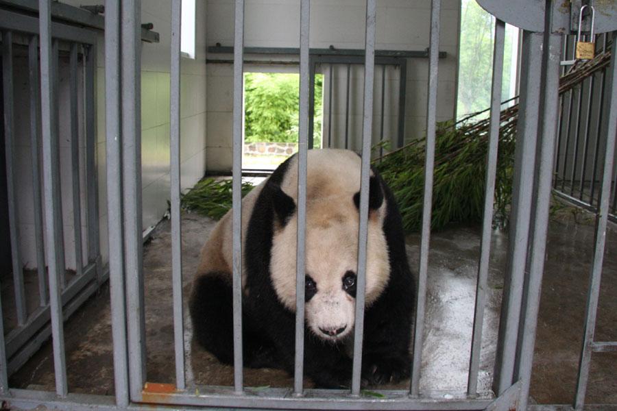 World's first panda hospital in Dujiangyan city