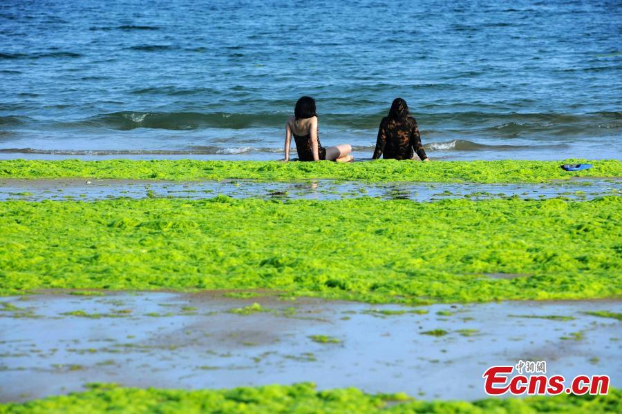 Coastal city suffers from algae invasion again