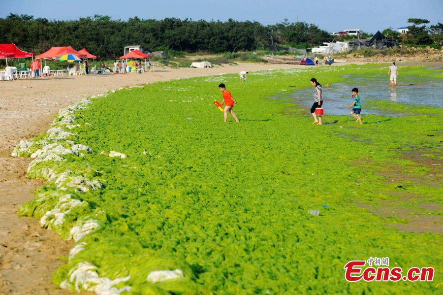 Coastal city suffers from algae invasion again