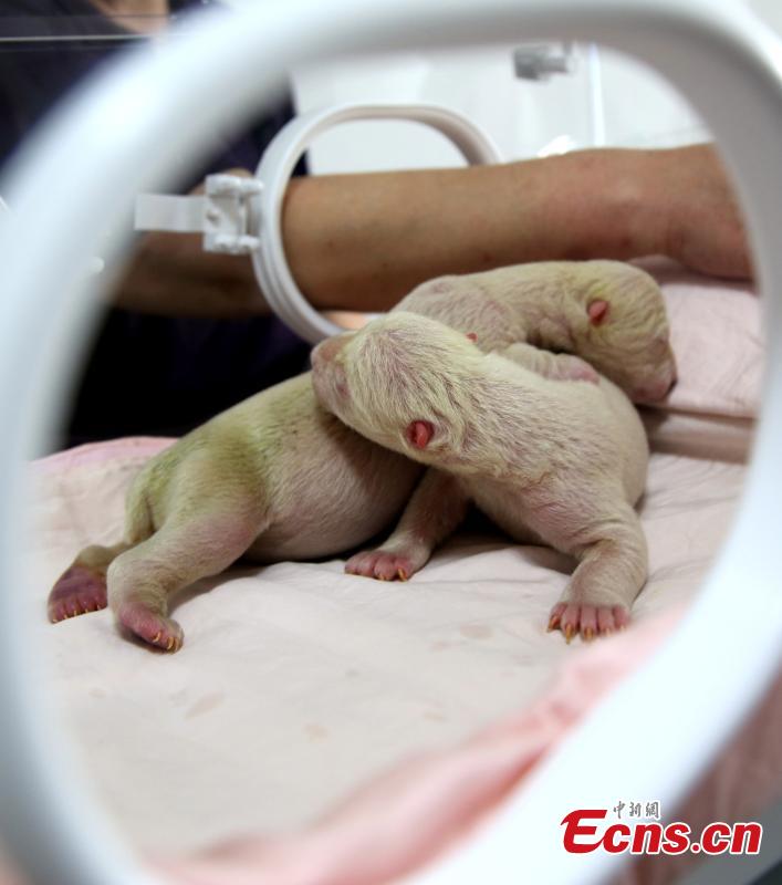 Polar bear gives birth to twin cubs