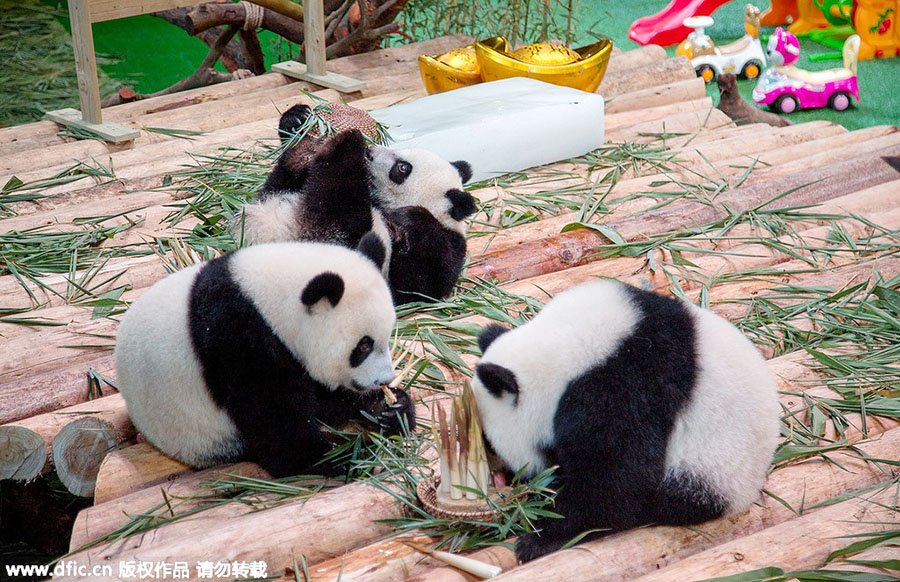 Only living panda triplets celebrate first birthday