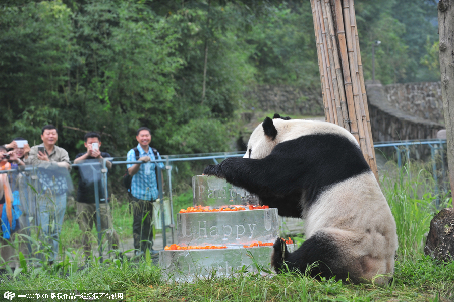 World's oldest male panda celebrates 30th birthday