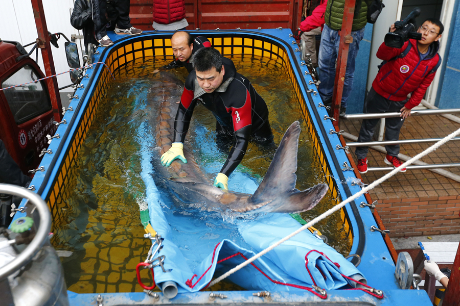 Biggest wild Chinese sturgeon seeks treatment in Beijing