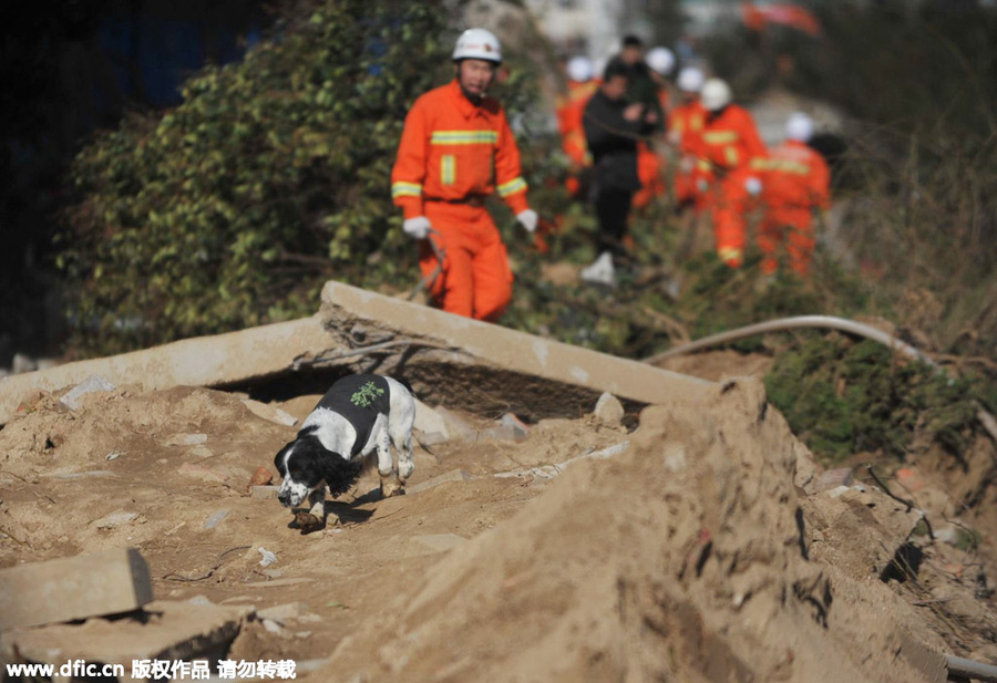 Four-legged friends prove invaluable in disaster zones