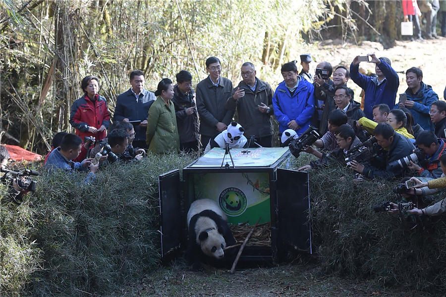 Fifth panda released into the wild in Sichuan