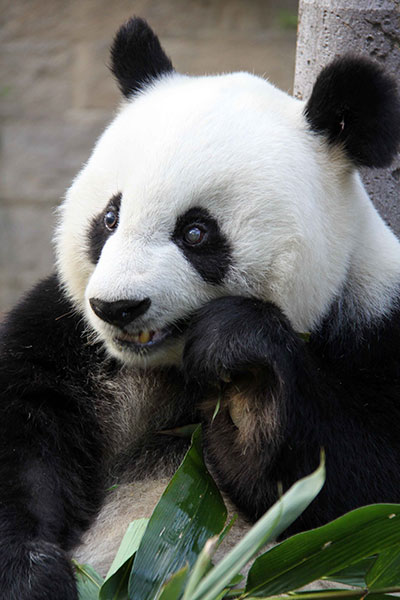 Famous panda to celebrate 35th birthday