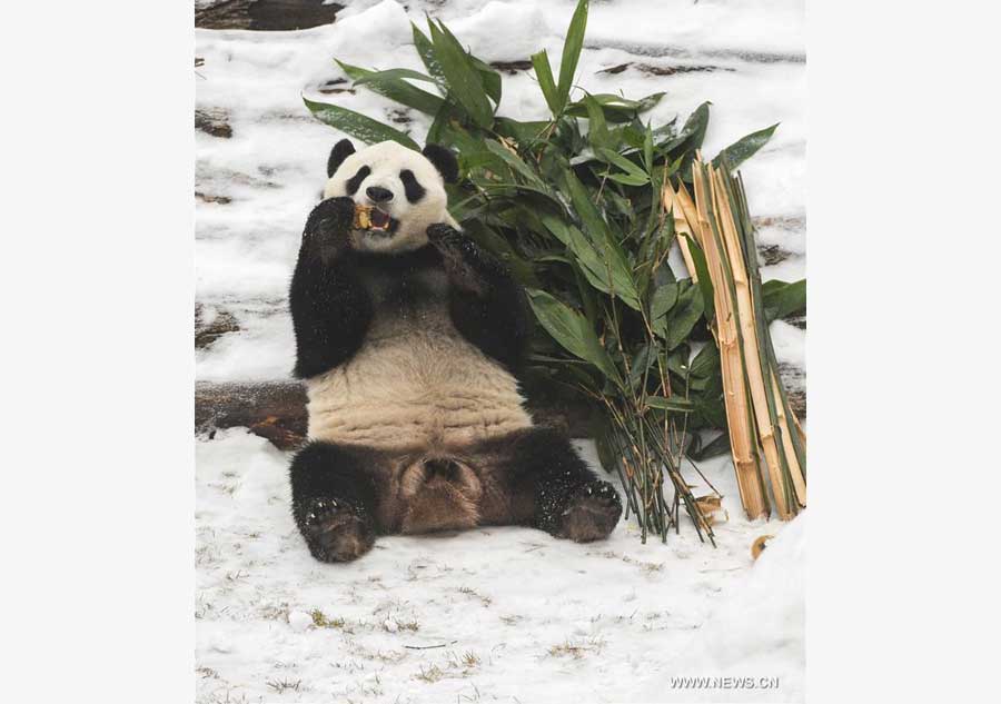 Giant pandas brave the cold by settling in freezing north