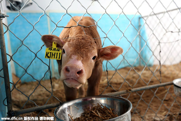 Six calves cloned simultaneously in Henan
