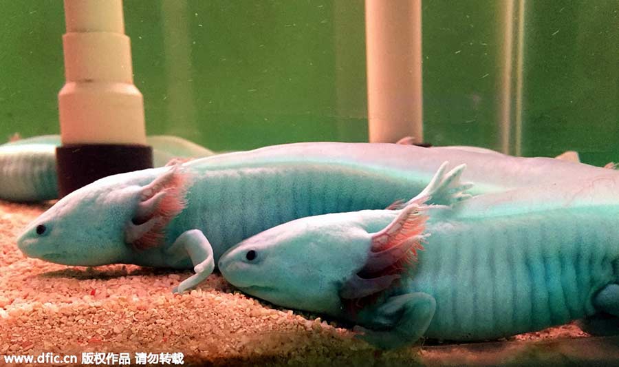 Mexico's 'fish with feet' spotted in China