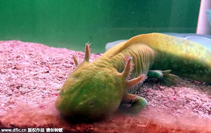 Mexico's 'fish with feet' spotted in China