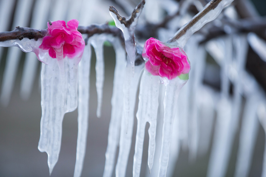 Cold snap brings joy and beauty to south China