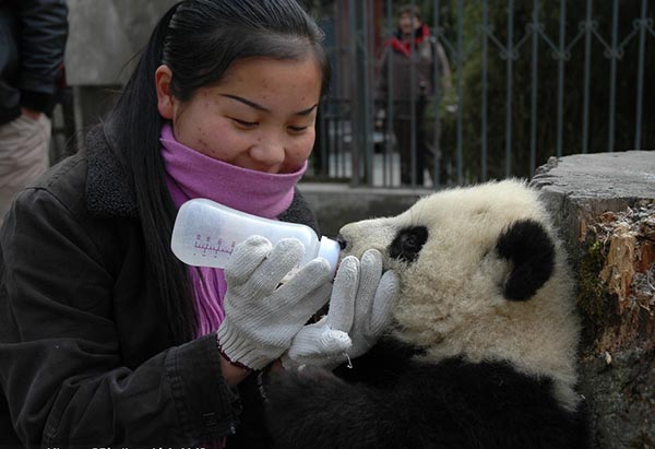 The odd but interesting life of a panda breeder