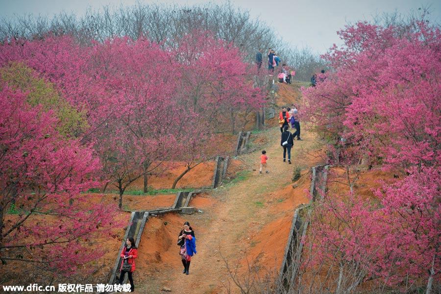 Visitors enjoy cherry blossoms in South China's Guangdong