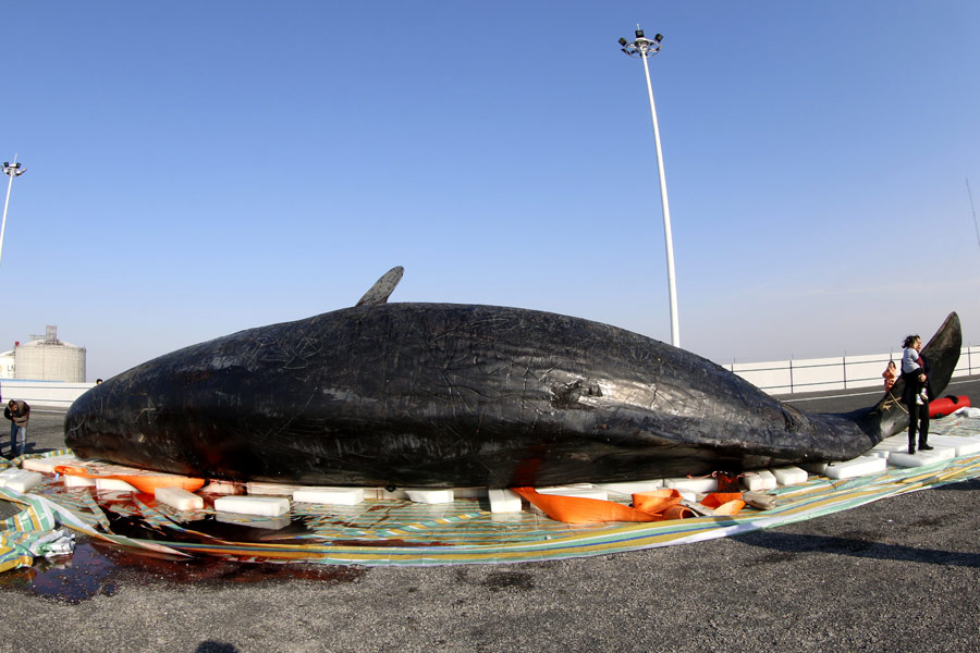 One of the two dead sperm whales in East China salvaged