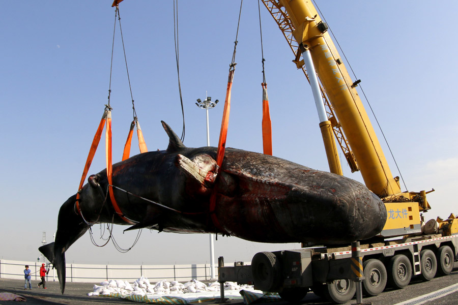 One of the two dead sperm whales in East China salvaged
