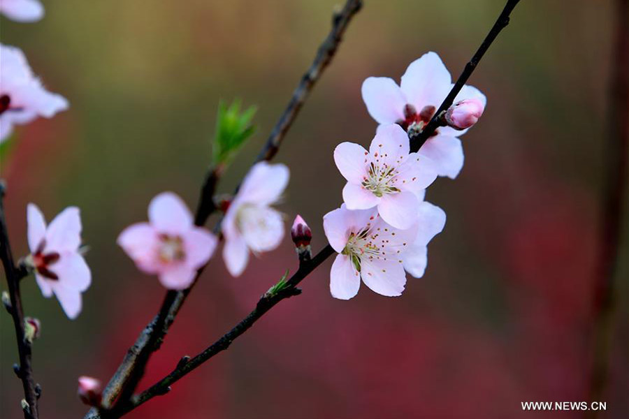 Trees blossom across China as temperature rises