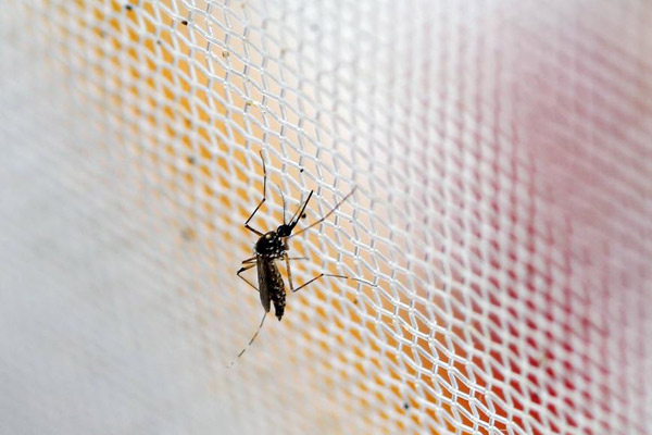 Chinese scientists decode gene sequence of imported Zika virus