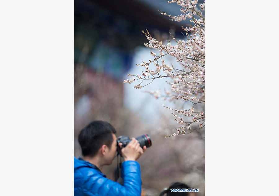 People view plum blossoms at scenic area in E China