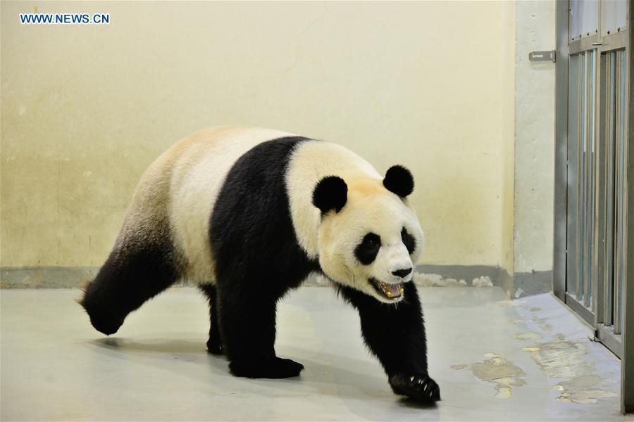 Giant panda receives artificial insemination in Taiwan