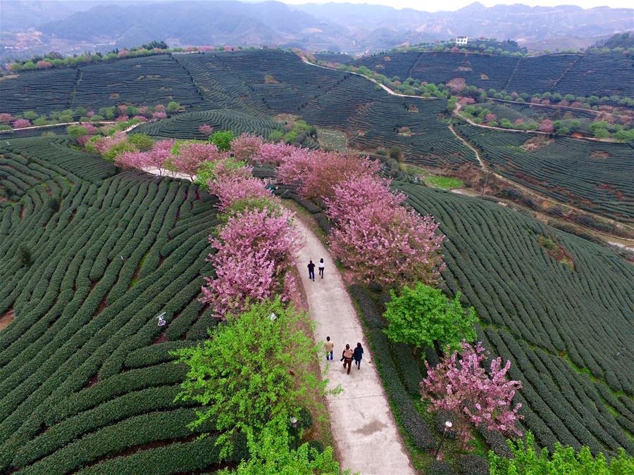 Scenery of blooming cherry and tea garden in Fujian