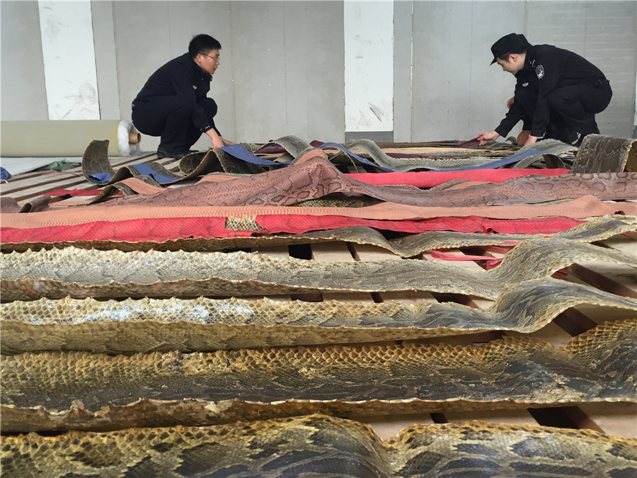 24,697 pieces of smuggled python skin seized by customs