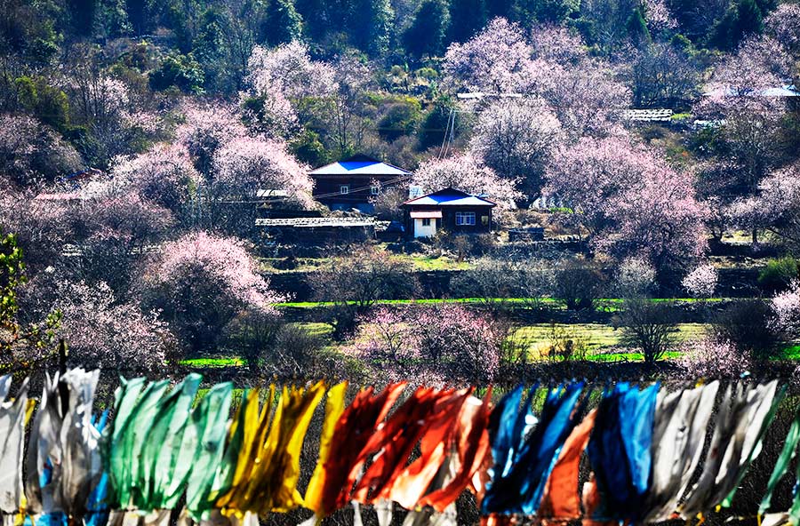 Discover beautiful China in spring blossom (IV)