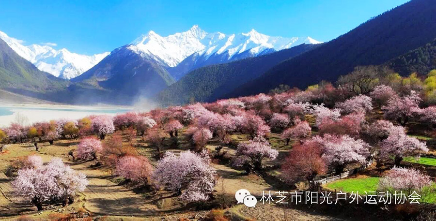 Discover beautiful China in spring blossom (IV)