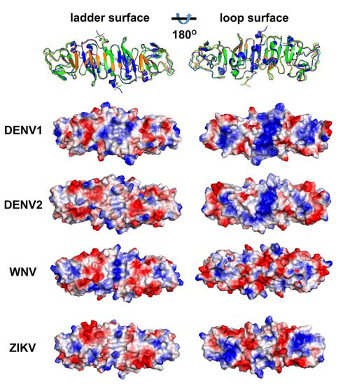 Chinese scientists figure out Zika virus NS1 protein structure