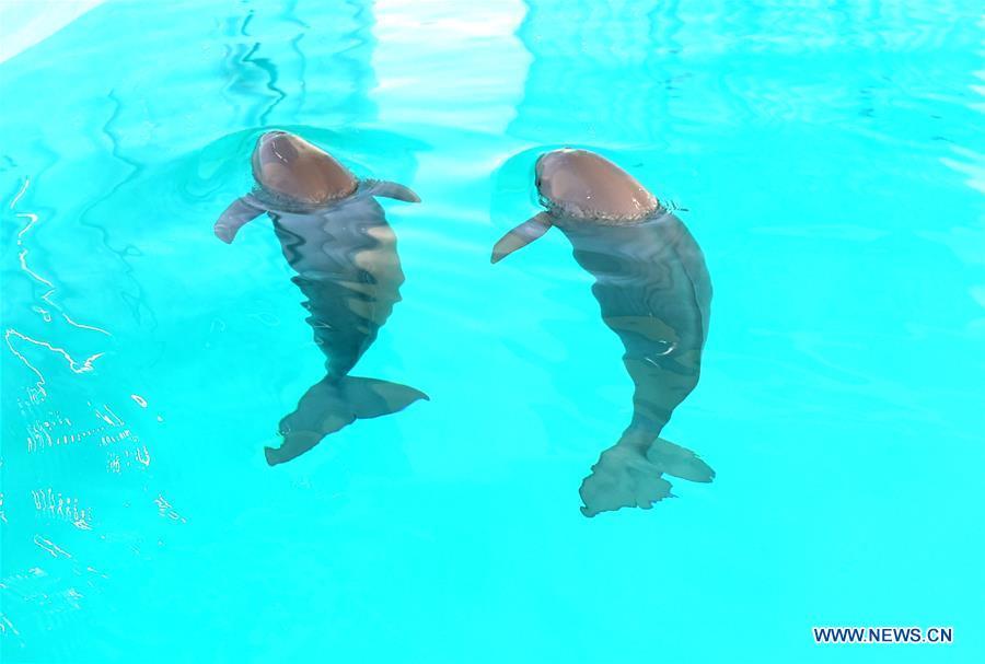 Endangered finless porpoise swim in Wuhan