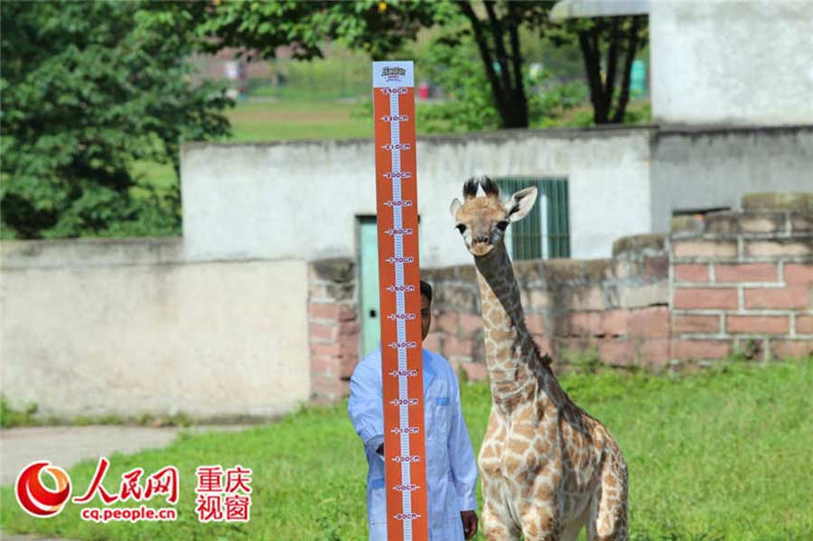 How cute! Have you ever seen measuring height of animals?