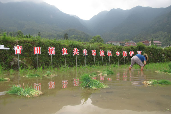 1,000-year-old agricultural practice, China's solution to sustainable farming