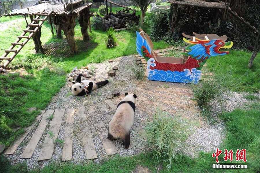 Row your dragon boat, pandas!