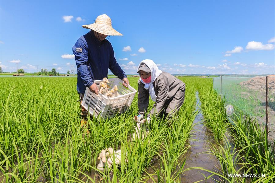 Eco-friendly farming system introduced to NE China