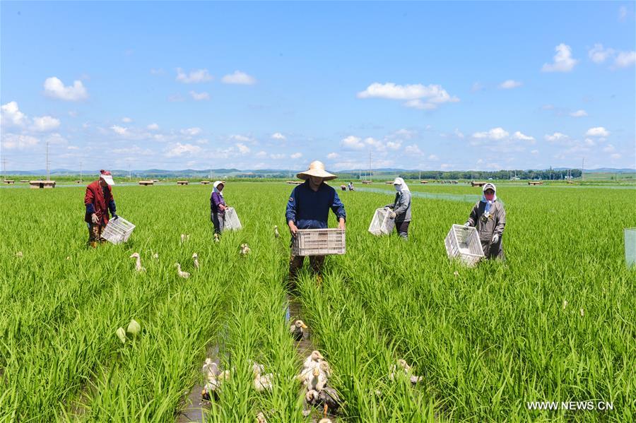 Eco-friendly farming system introduced to NE China