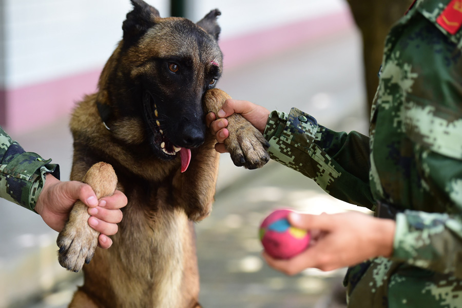 Sniffer dogs play games, train on international anti-drug day