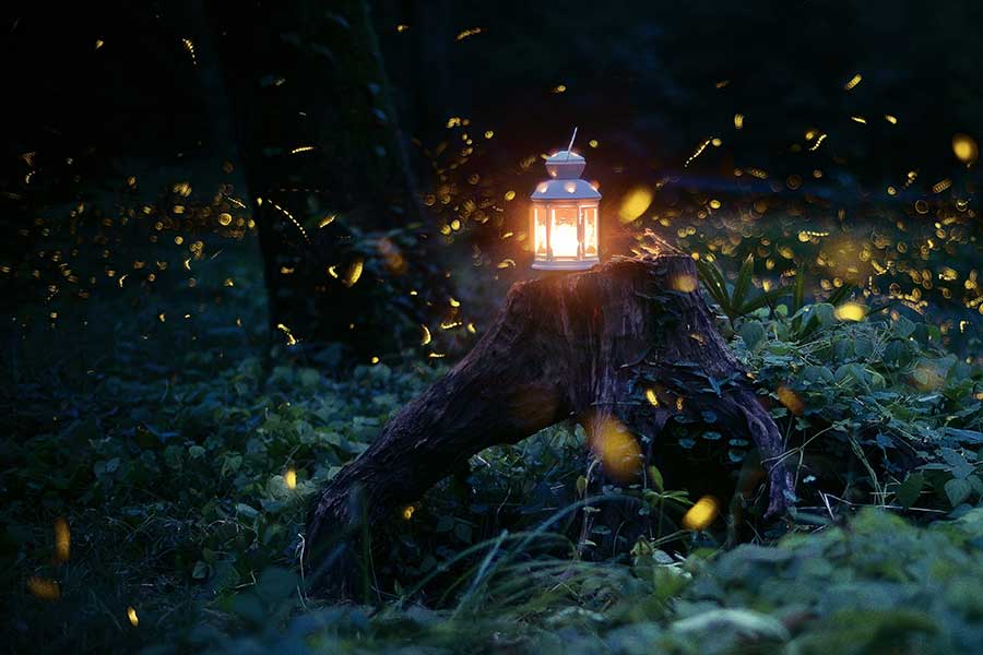 Nanjing's temple offers best view of fireflies